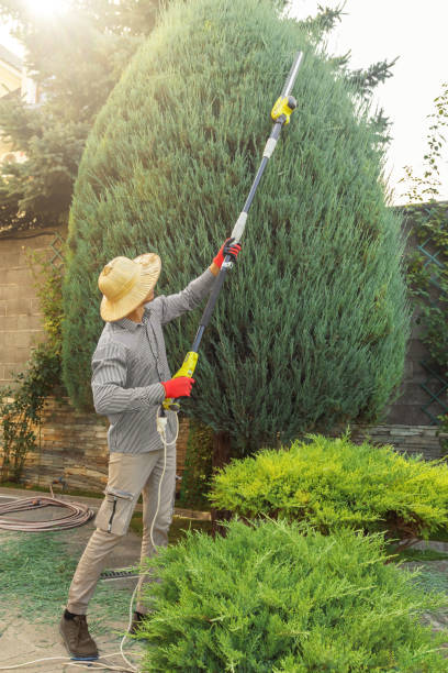 Best Hazardous Tree Removal  in Wauseon, OH